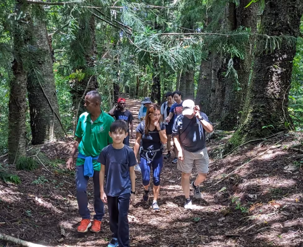 Cool, mossy forest trail in Amber Mountain National Park