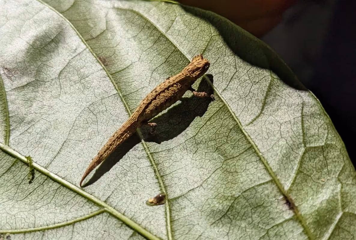 An insect resting on a leaf in the tropical forest of Amber Mountain