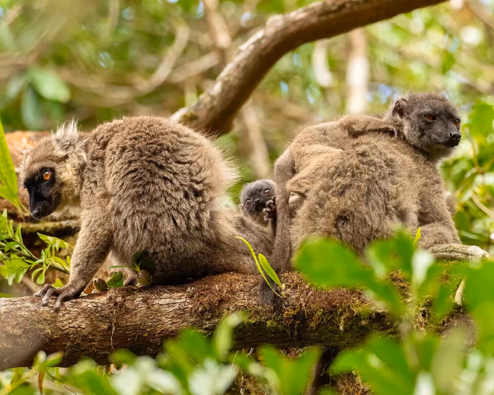 Endemic wildlife among the dry forest of Ankarana