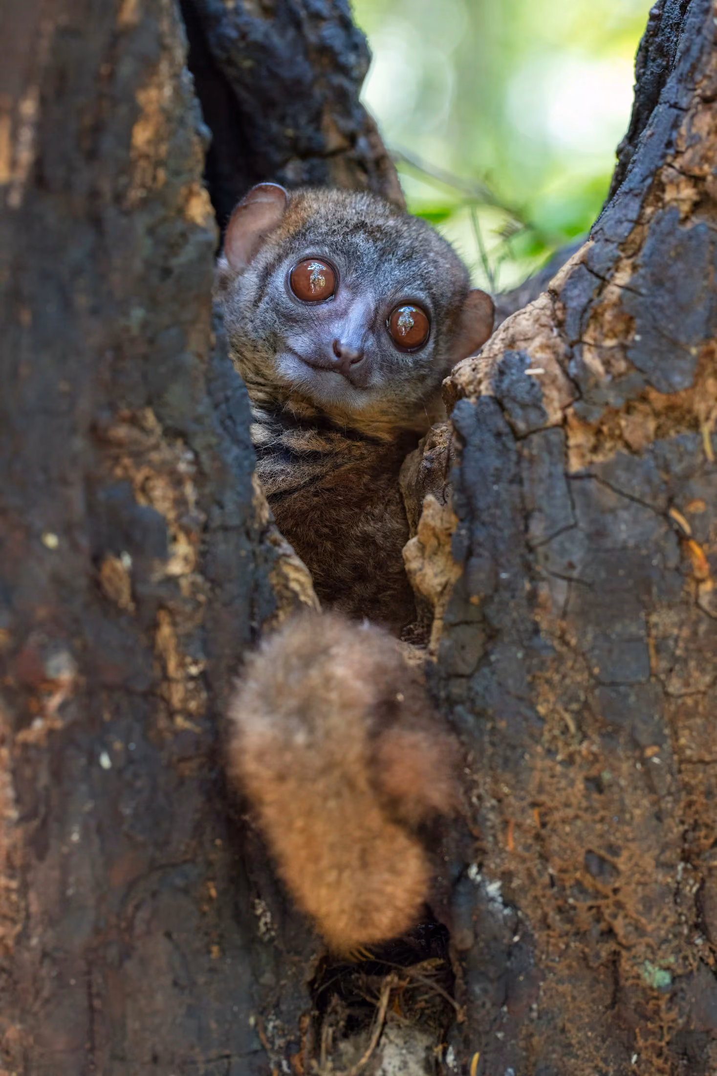 Endemic wildlife living in the primary forest of Lokobe