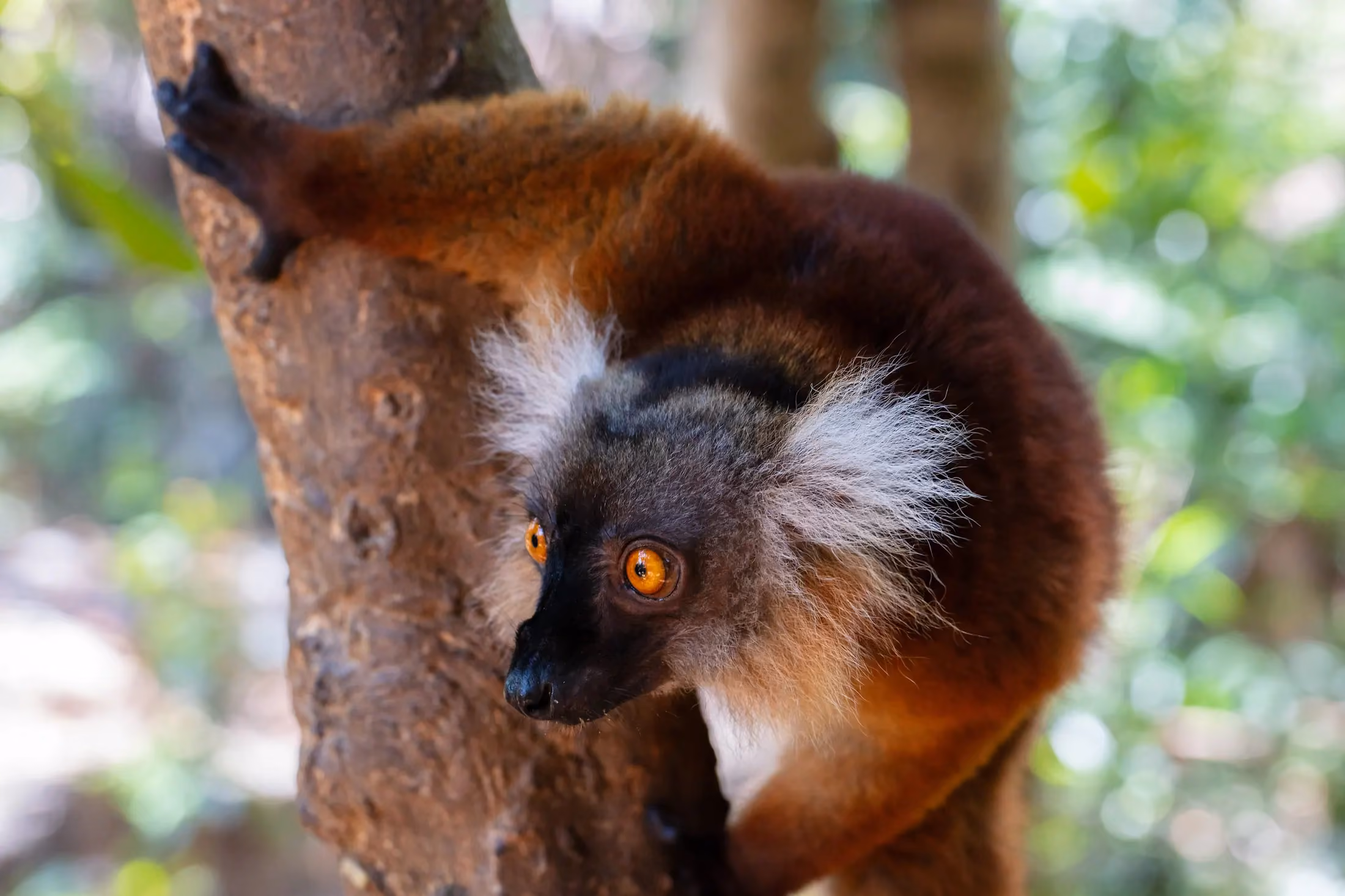 Lemur in the tropical forest of Nosy Komba island, Madagascar