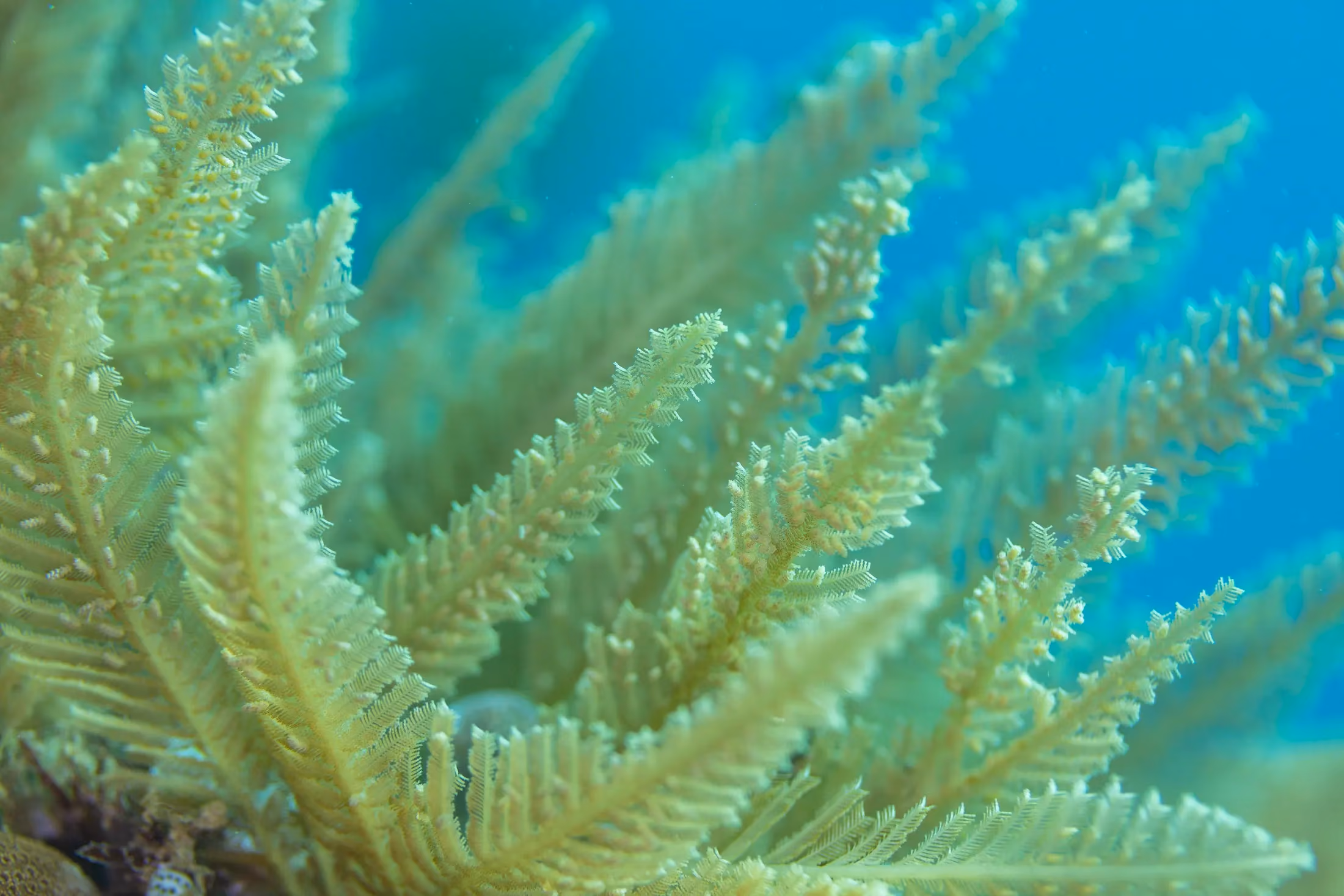 Snorkeller above the coral reef of the Nosy Tanikely marine park