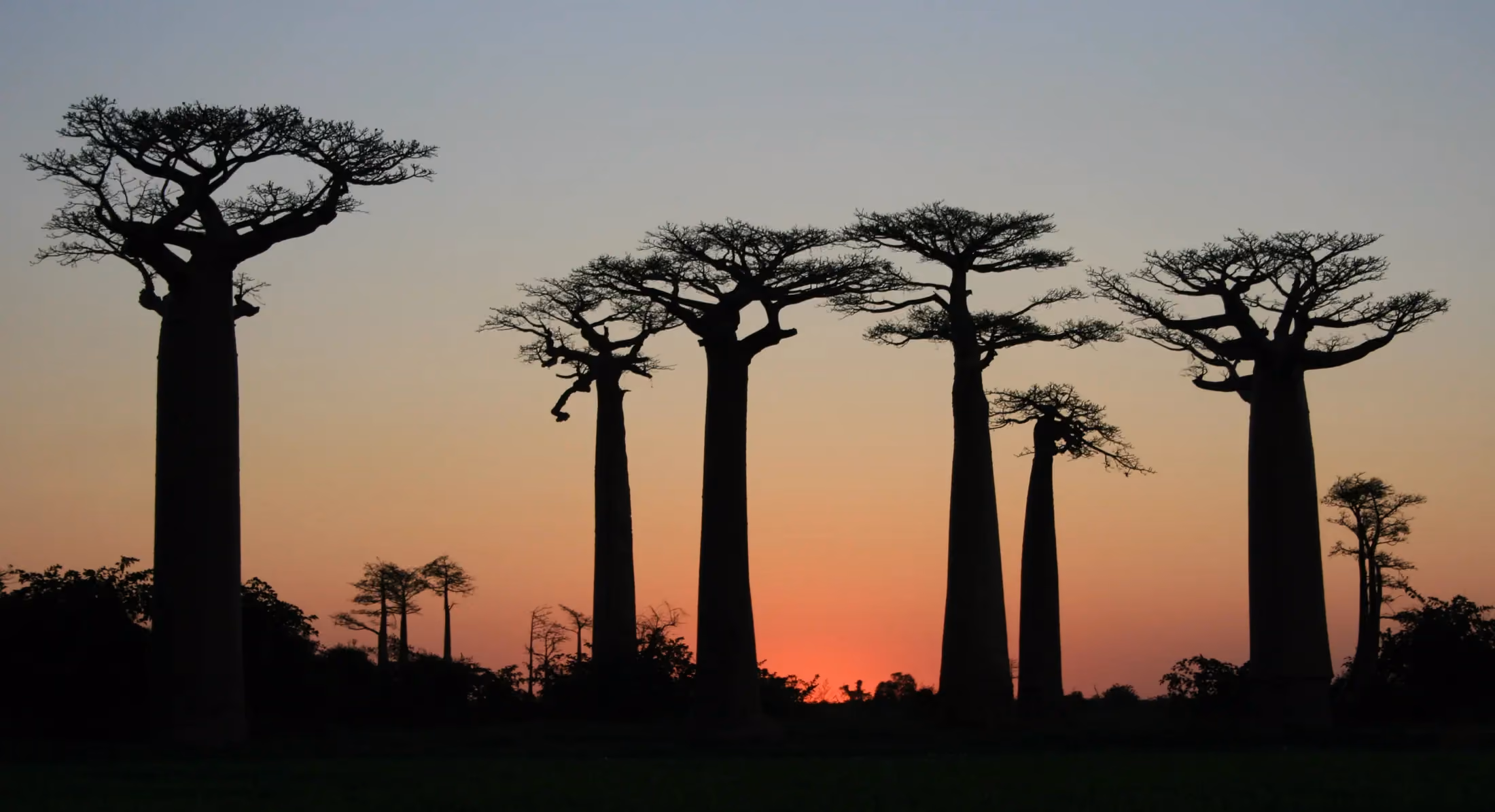 Baobabs silhouetted against a Malagasy sunset