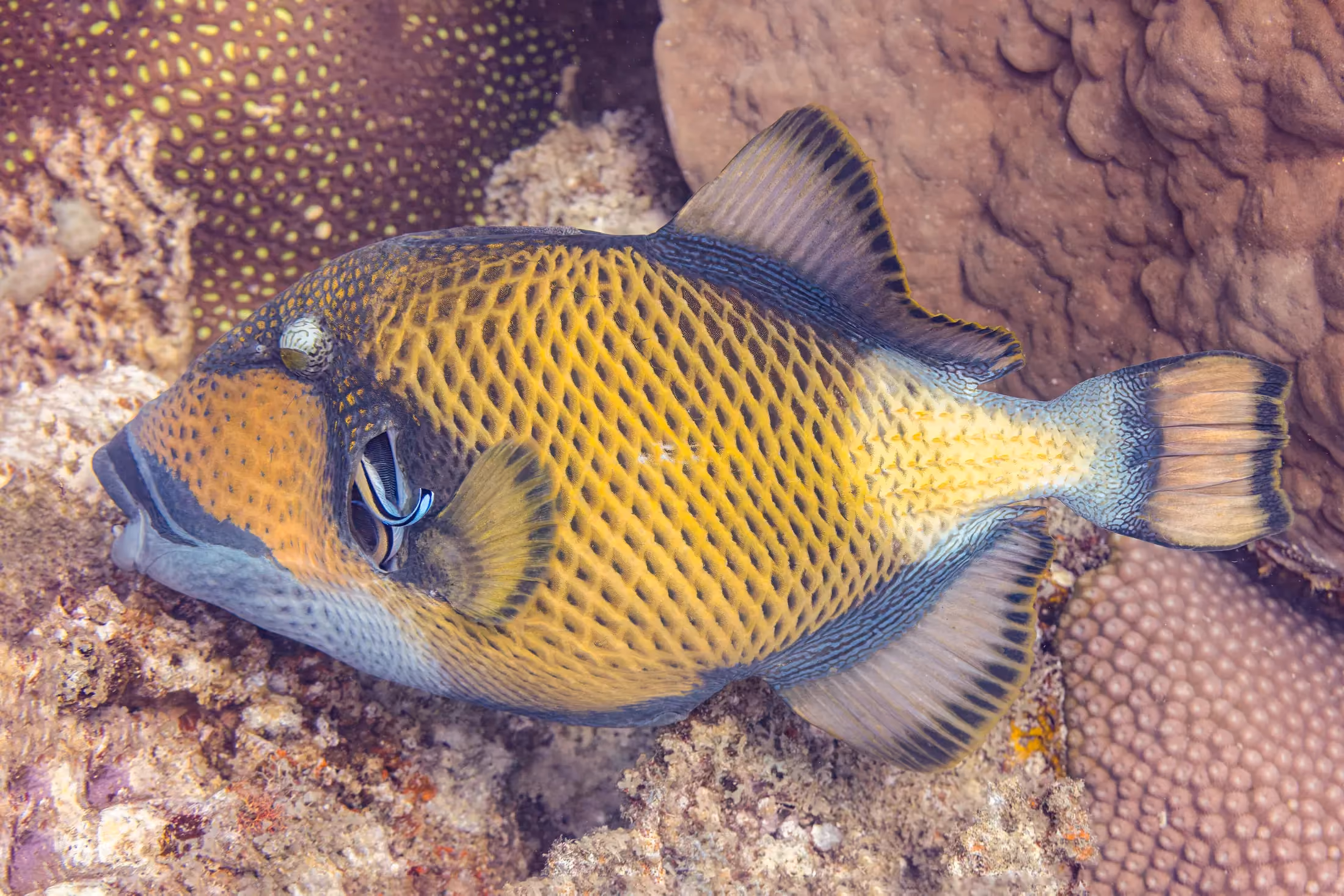 Reef fish swimming above the coral off Nosy Sakatia