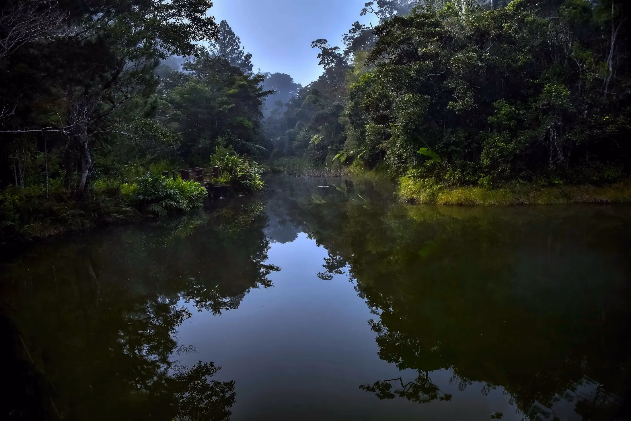 Green interior of Andasibe-Mantadia National Park