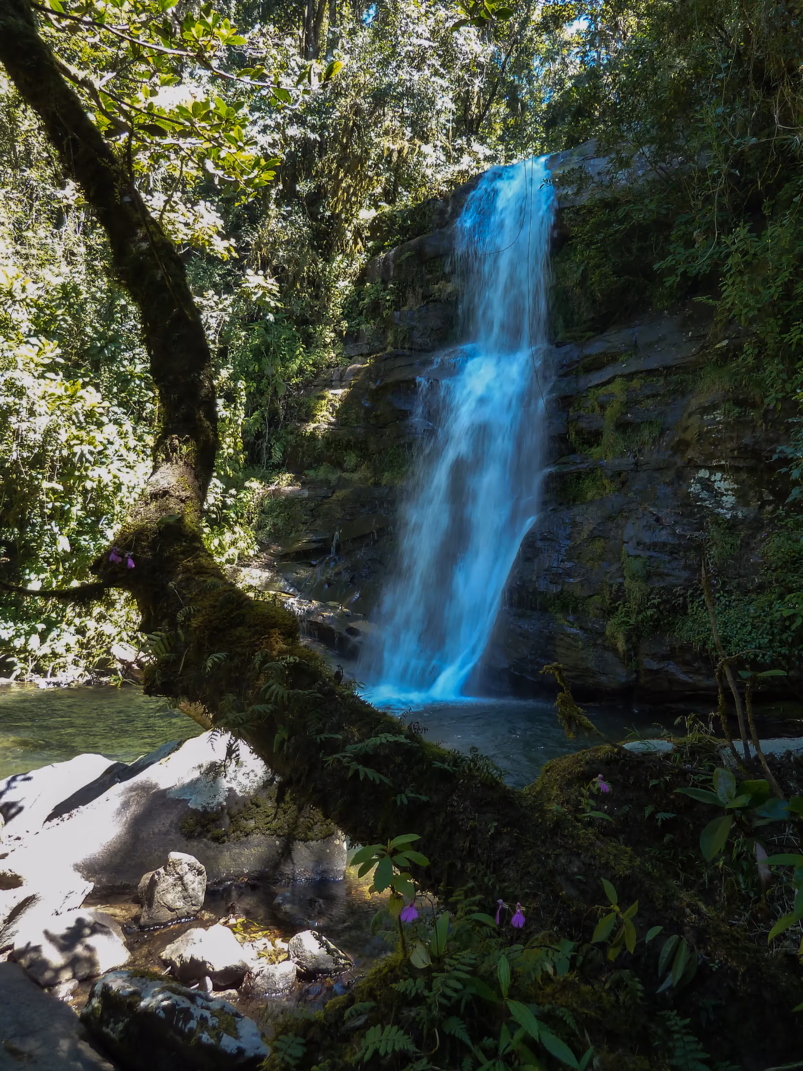 Waterfall in the rainforest of Ranomafana