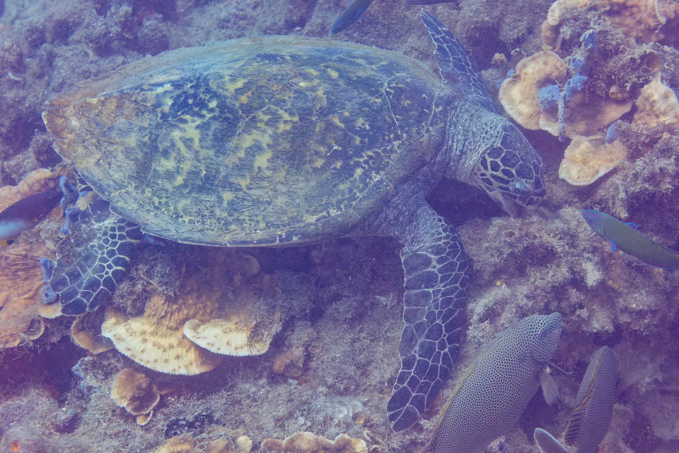Hawksbill sea turtle gliding over the reef of Nosy Tanikely