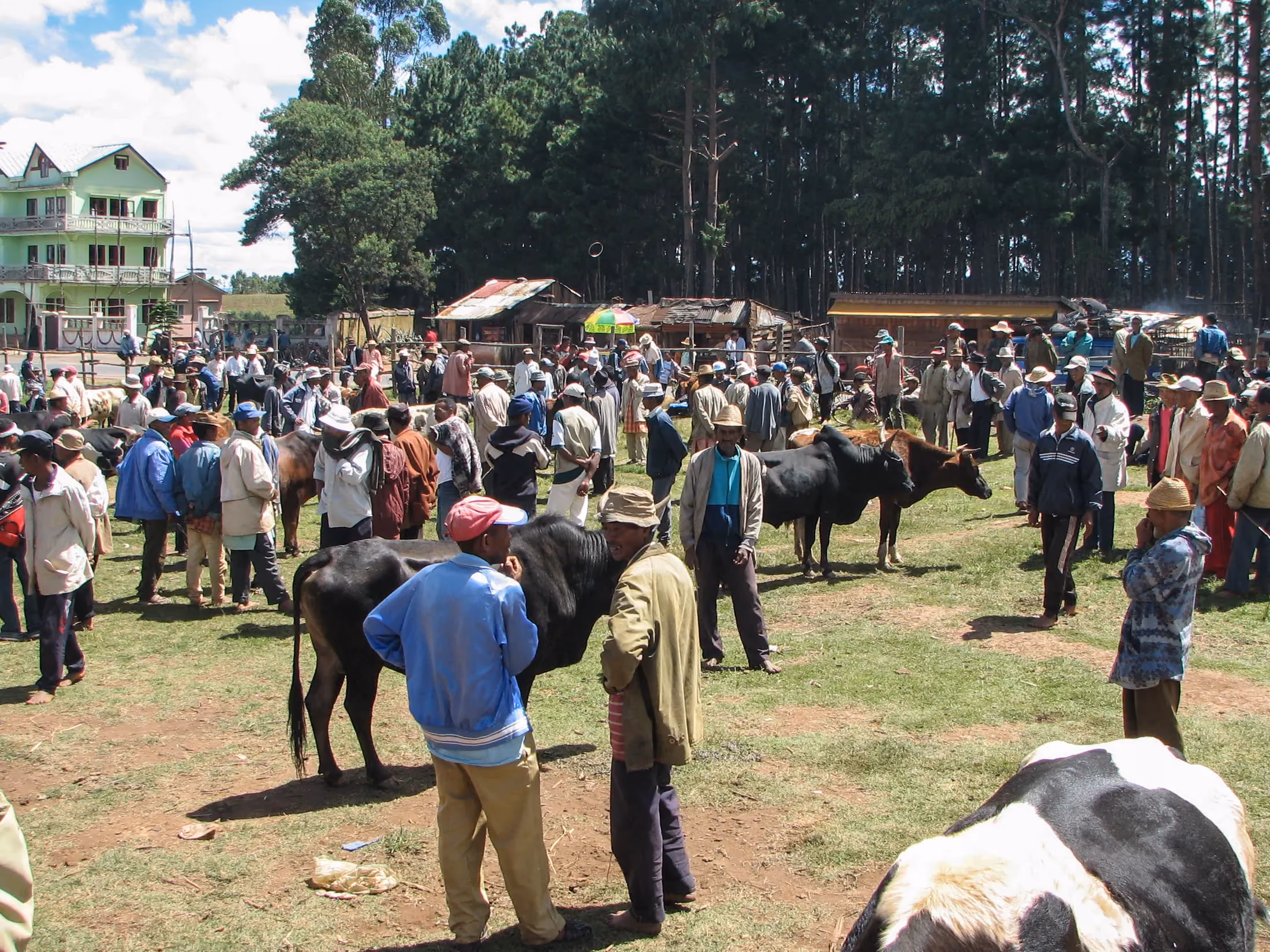Zebu market at Ambalavao in the Malagasy highlands