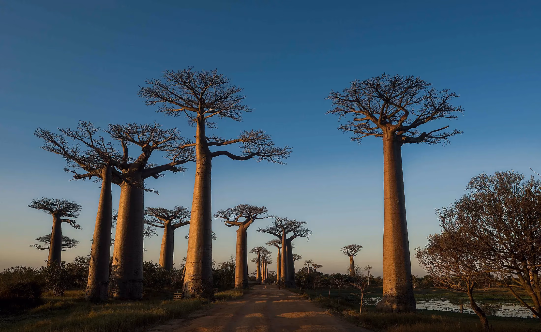 Avenue of the Baobabs glowing at the end of the day