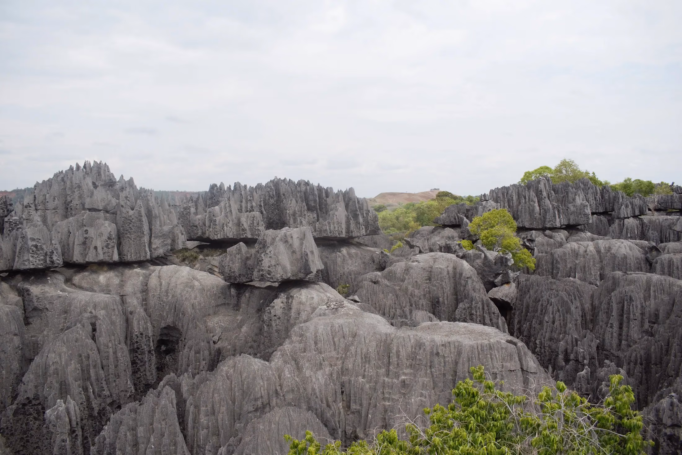Limestone karst formations of Tsingy de Bemaraha in Southern Madagascar